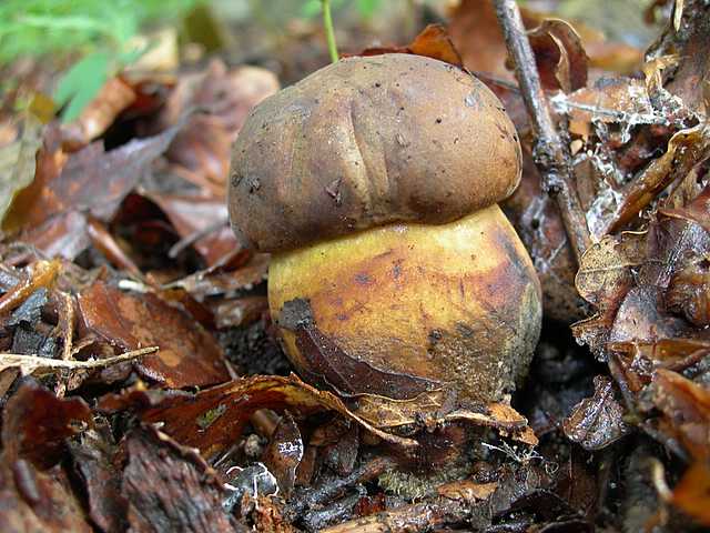 Funghi cittadini